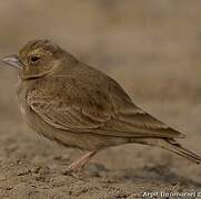 Ashy-crowned Sparrow-Lark