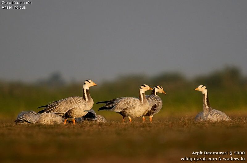 Bar-headed Goose