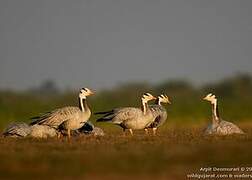 Bar-headed Goose