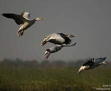 Bar-headed Goose