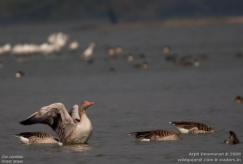 Greylag Goose