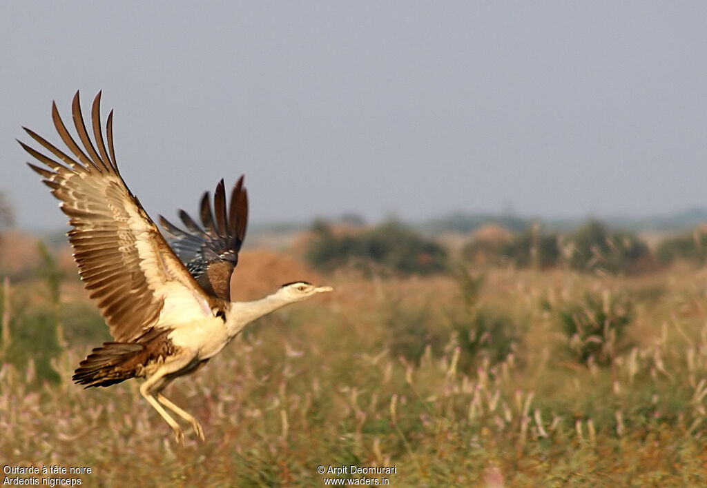 Great Indian Bustard