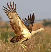 Great Indian Bustard