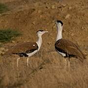 Great Indian Bustard