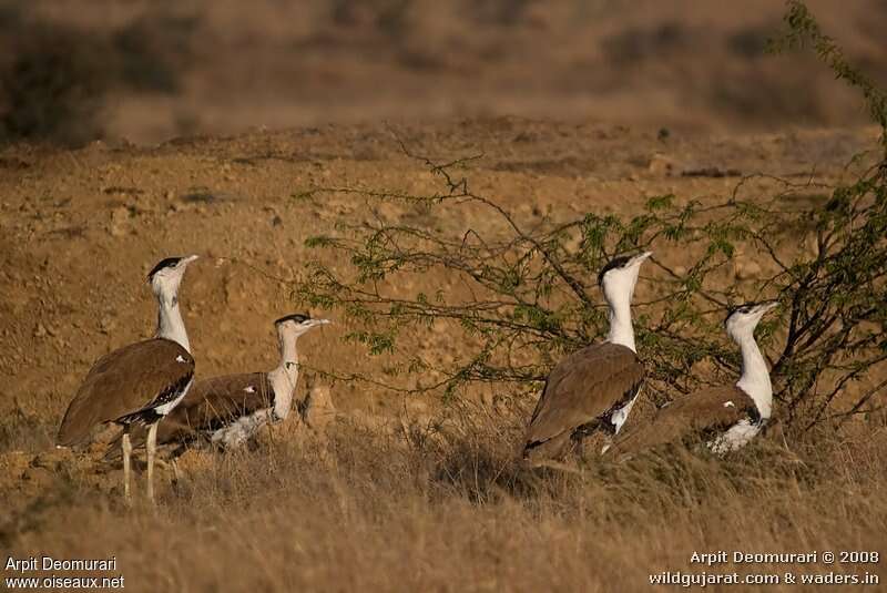 Great Indian Bustardadult, habitat