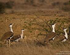 Great Indian Bustard