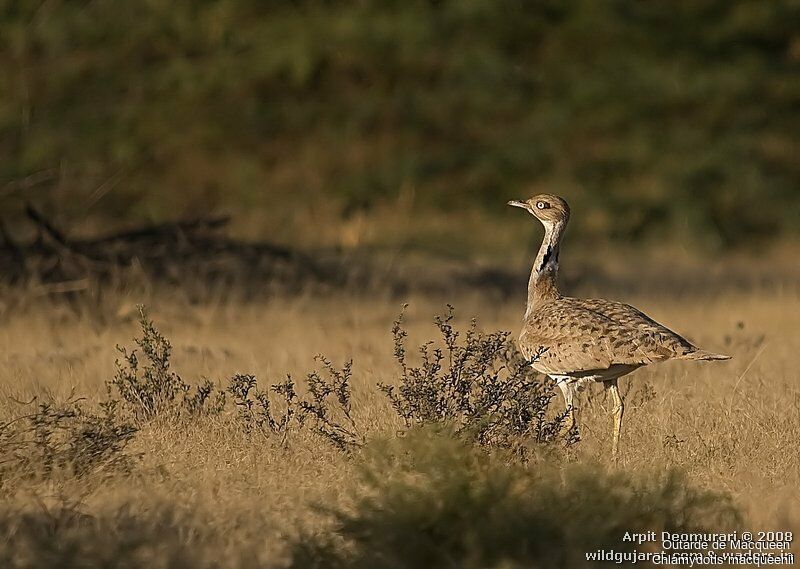 Macqueen's Bustard