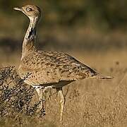 Macqueen's Bustard