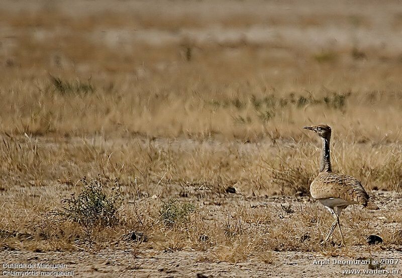 Macqueen's Bustard