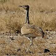 Macqueen's Bustard