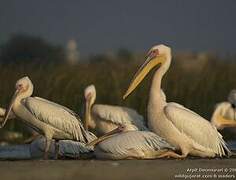 Great White Pelican