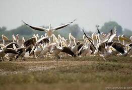 Great White Pelican