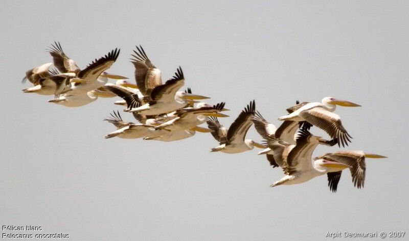 Great White Pelican