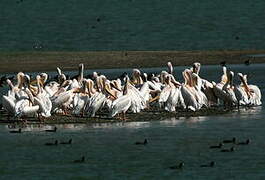 Great White Pelican