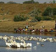 Great White Pelican