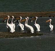 Great White Pelican