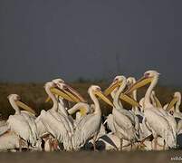 Great White Pelican