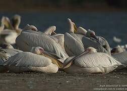 Great White Pelican