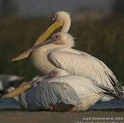 Great White Pelican