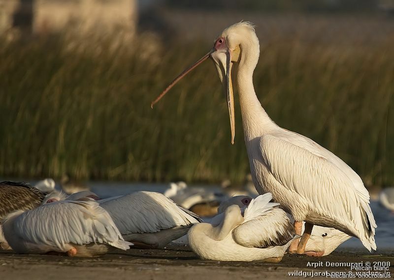 Great White Pelican