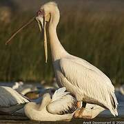 Great White Pelican