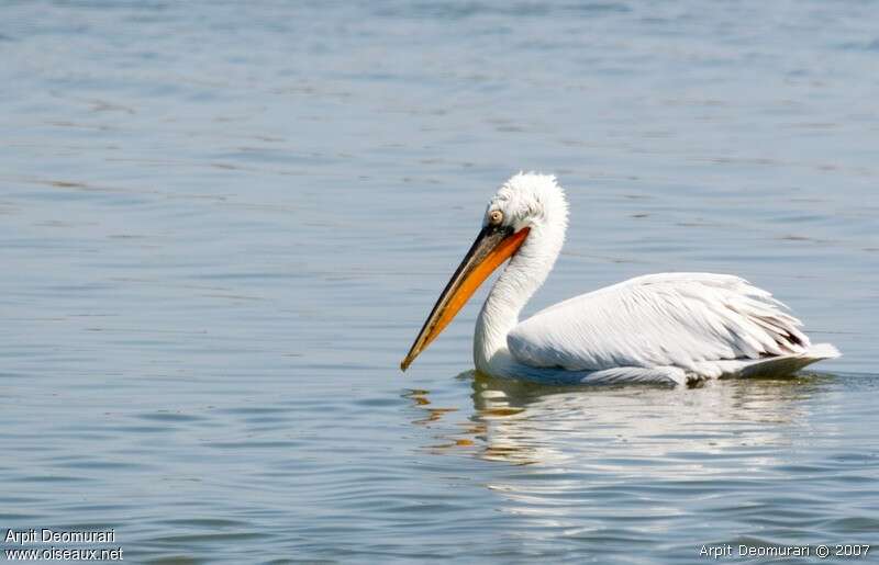 Dalmatian Pelicanadult, identification