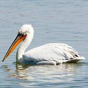 Dalmatian Pelican