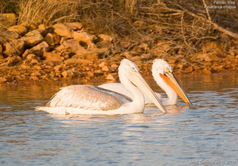 Dalmatian Pelican