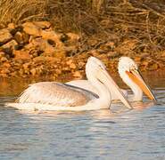 Dalmatian Pelican