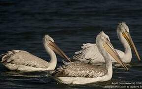 Dalmatian Pelican