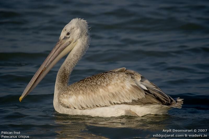 Dalmatian Pelican