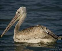 Dalmatian Pelican