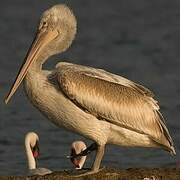 Dalmatian Pelican