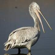 Dalmatian Pelican