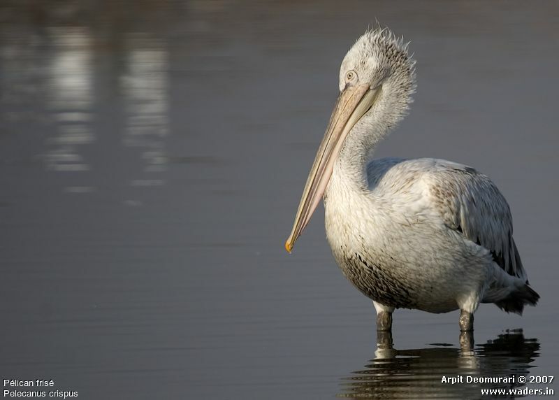 Dalmatian Pelican