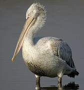 Dalmatian Pelican