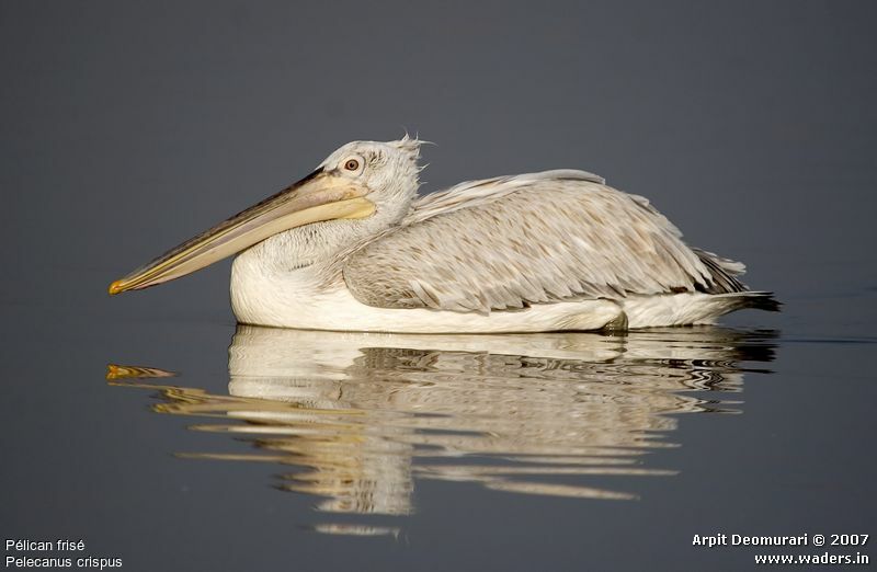 Dalmatian Pelican