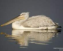 Dalmatian Pelican