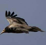 Egyptian Vulture