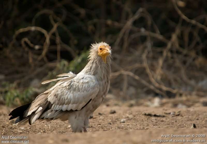 Egyptian Vultureadult, identification