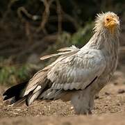 Egyptian Vulture