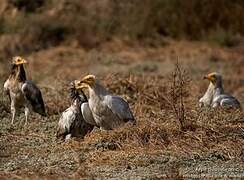 Egyptian Vulture