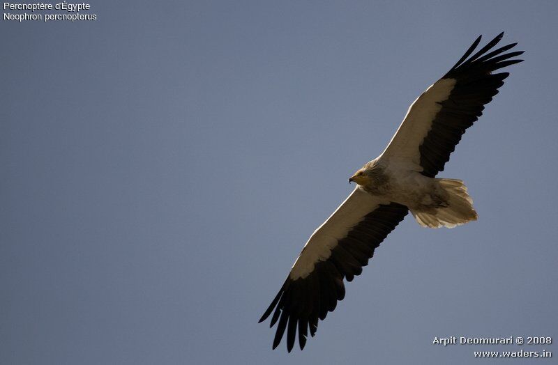 Egyptian Vulture