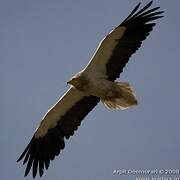 Egyptian Vulture