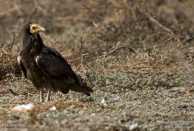 Egyptian VultureSecond year, identification