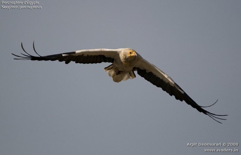 Egyptian Vulture