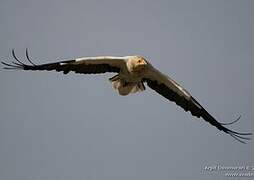 Egyptian Vulture