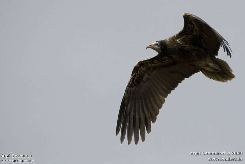 Egyptian Vulturejuvenile, Flight