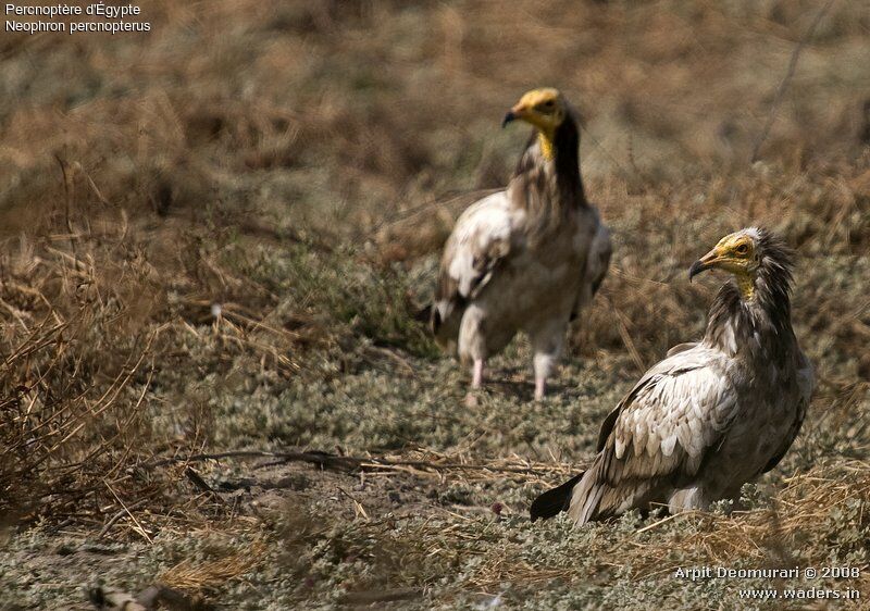 Egyptian Vulture