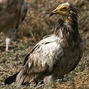 Egyptian Vulture